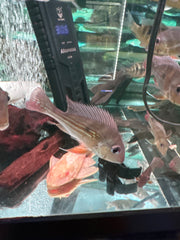 Caqueta Eartheater ( Geophagus Caqueta )