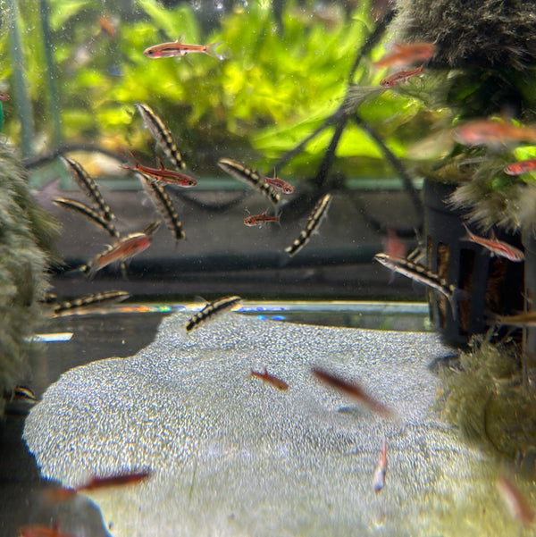 Dwarf Chain Loach/Botia (Ambastaia sidthimunki)