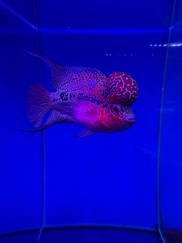 SRD Flowerhorn #9