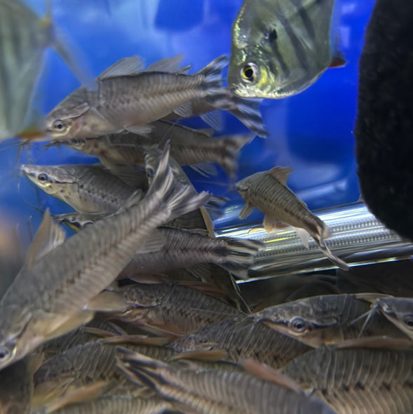 Flagtail catfish (Dianema urostriatum)