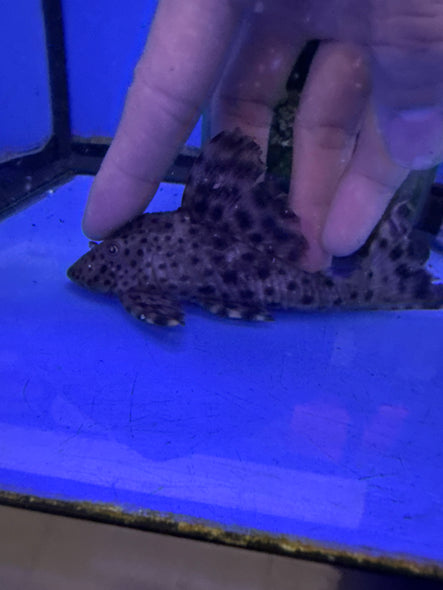 L050 Spotted Humpbacked Pleco (Hypostomus Cochilodon)