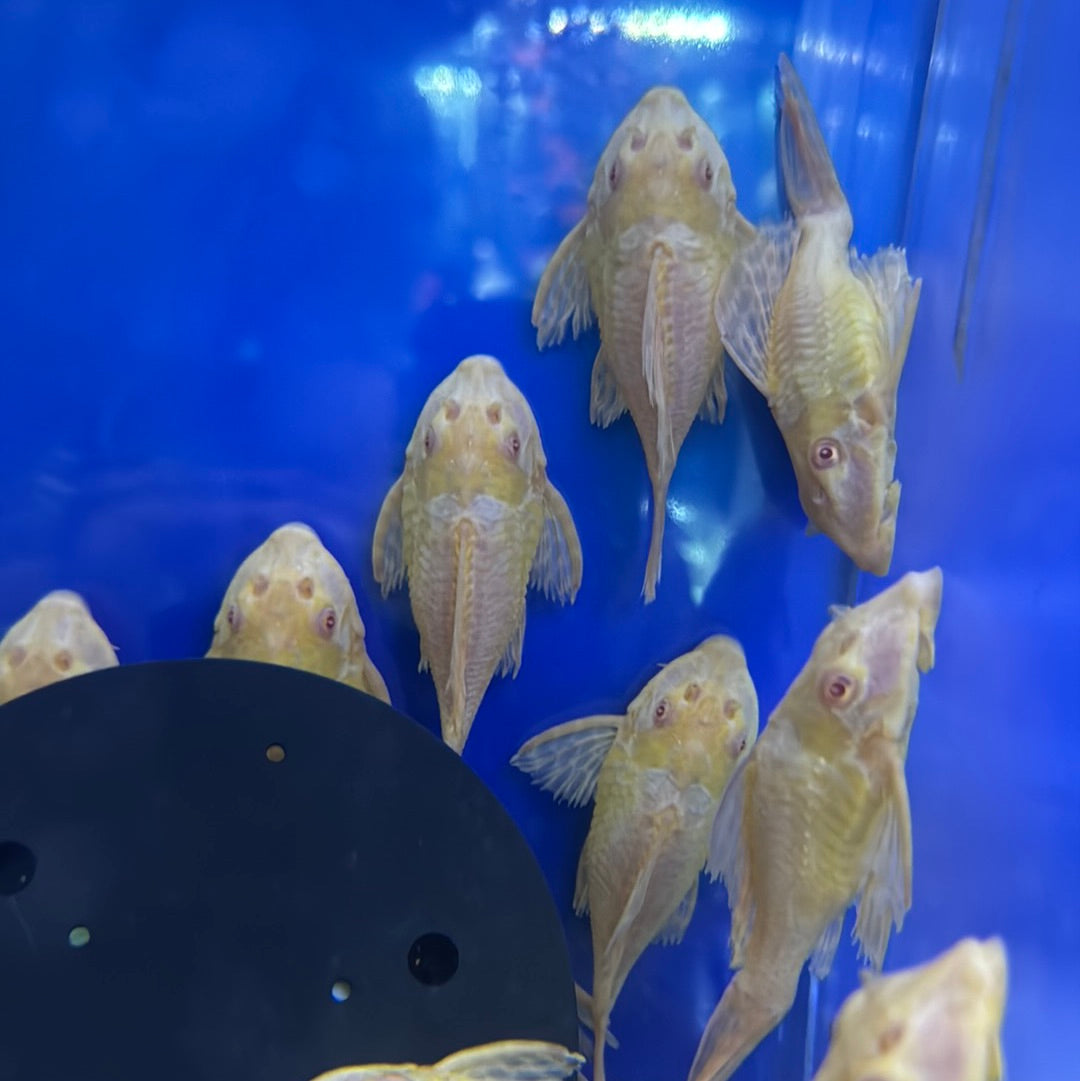 Shortbody Albino Gibbceps sail fin pleco (Pterygoplichthys gibbiceps ...