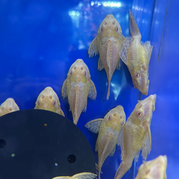 Shortbody Albino Gibbceps sail fin pleco (Pterygoplichthys gibbiceps)