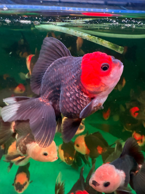 AAA Grade Specialty Thai Oranda Goldfish (Carassius Auratus)