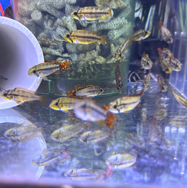 Apistogramma Super Red Cockatoo Pair( 1M+1F )