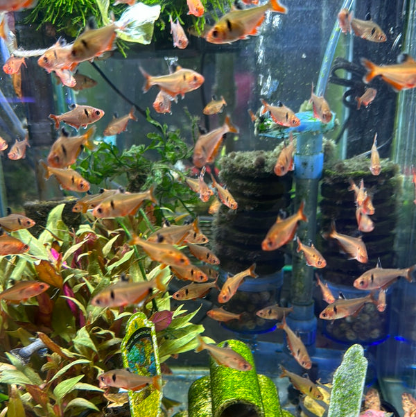 Serpae Red Tetra (Hyphessobrycon eques)