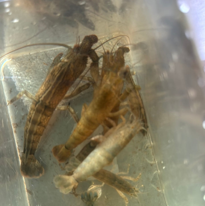 Cameroon Atya vampire Shrimp (Atya gabonensis)