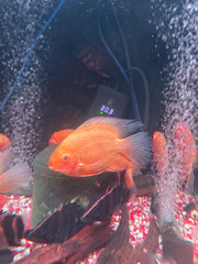 Red Severum (Heros efasciatus)