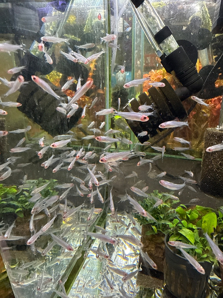 Platinum Rummy Nose Tetra (Hemigrammus rhodostomus)