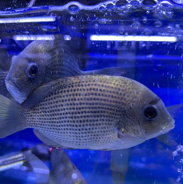 Pinstripe Damba Cichlid (Paretroplus menarambo)