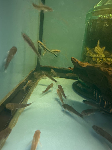 Doctor Fish ( Garra Rufa )