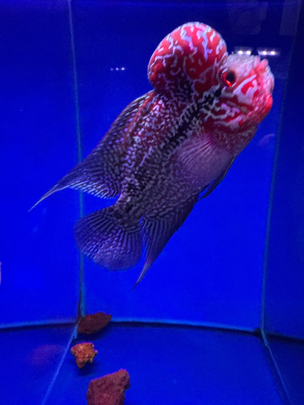 SRD Flowerhorn #8