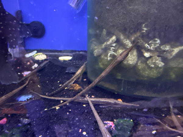 Farlowella Catfish (Farlowella acus)