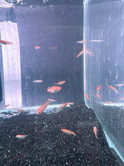 Medaka Pink rice fish (Oryzias Latipes)