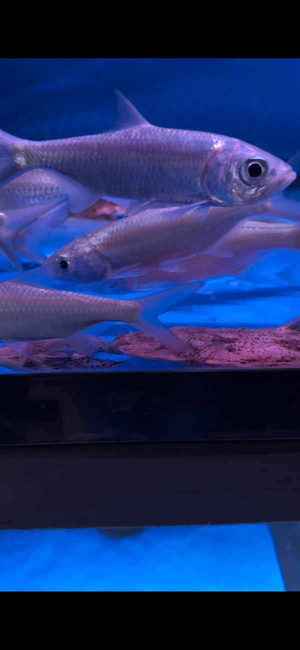 Indo Pacific Tarpon (Megalops Cyprinoides)