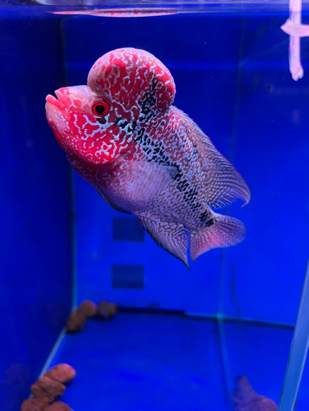 SRD Flowerhorn #1