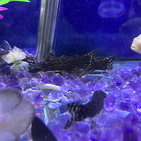 Wood Catfish (Tatia intermedia)