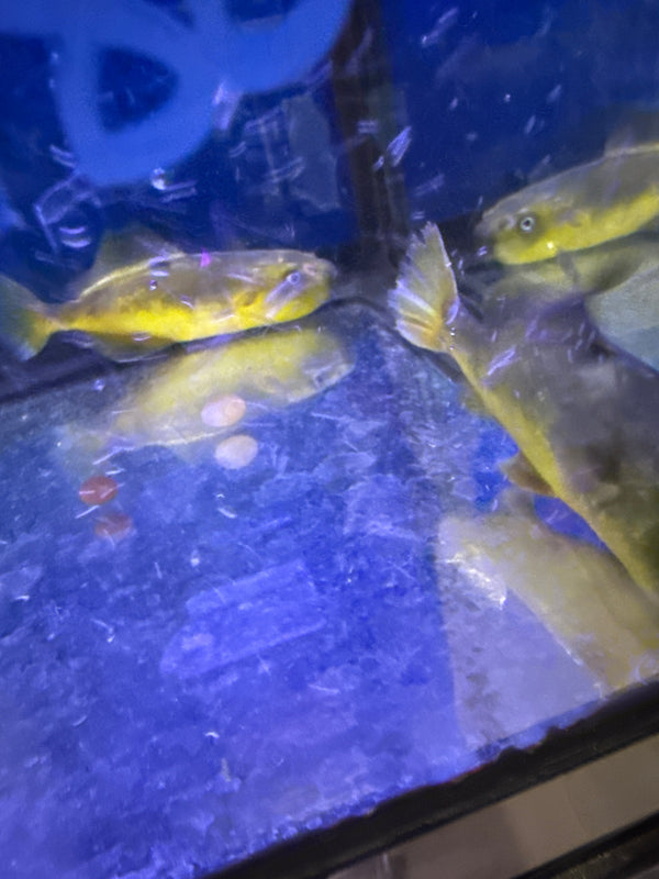 Golden Puffer (chenorinos naritus)