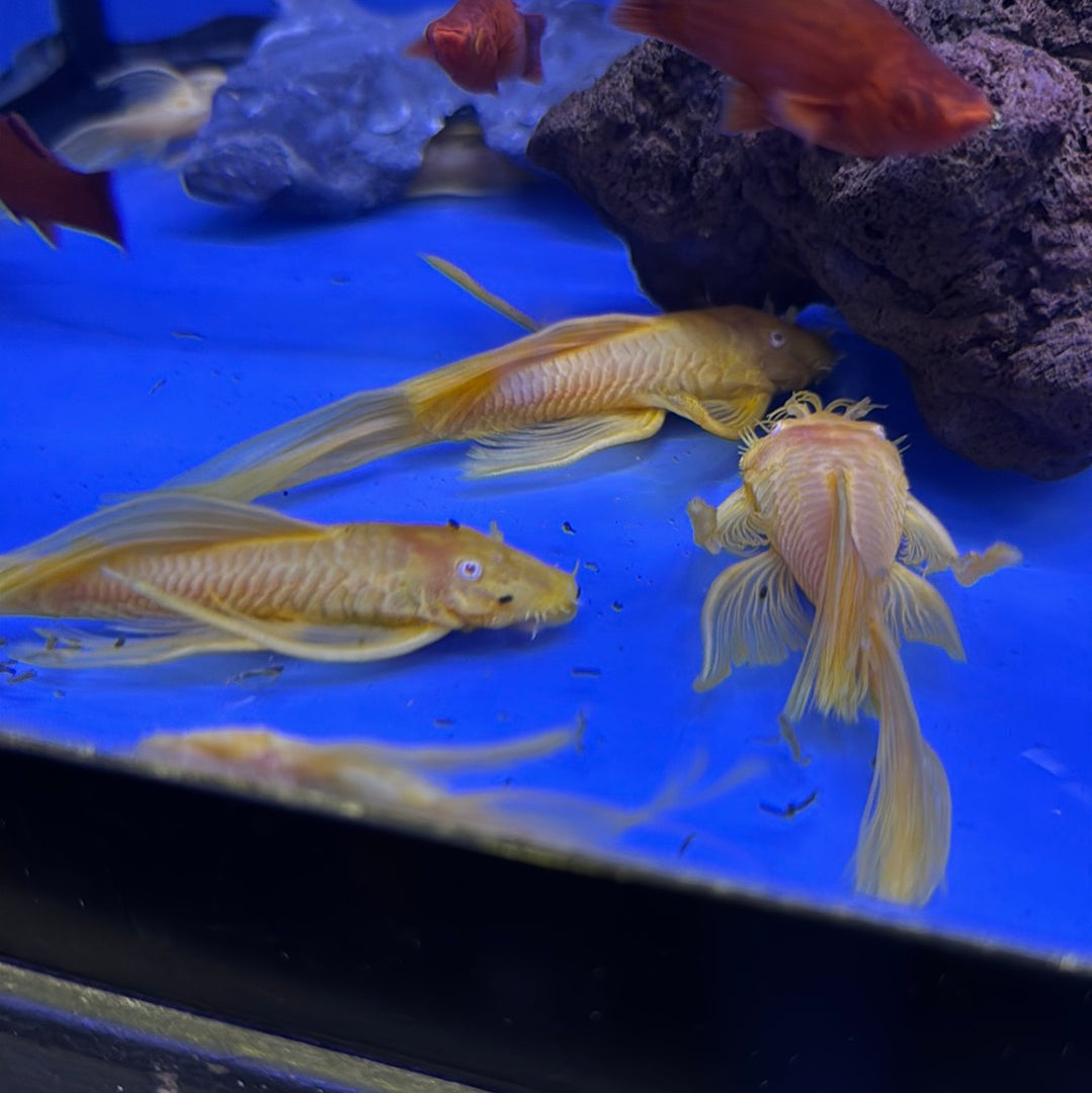 One pair Long Fin Albino Bristlenose pleco (Ancistrus sp.)