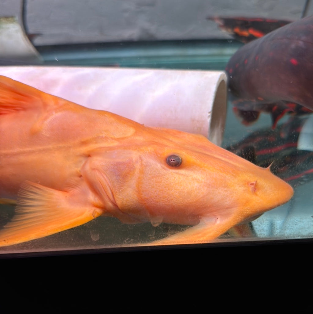 Golden albino Goonch Catfish (Bagarius Yarrelli)