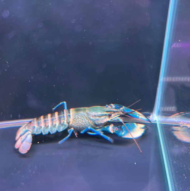 Bluemoon Snakeskin Crayfish 