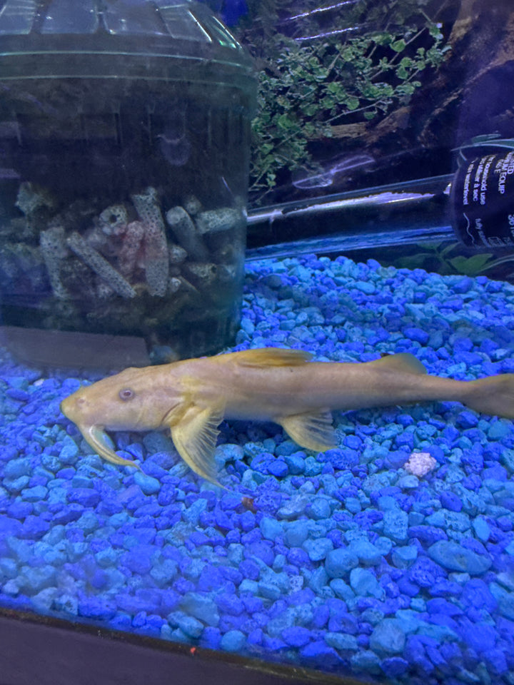 Albino Golden Goonch Catfish Bagarius Yarrelli albino-golden-goonch-catfish-bagarius-yarrelli