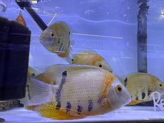 Red Shoulder Severum (Heros cf. efasciatus)