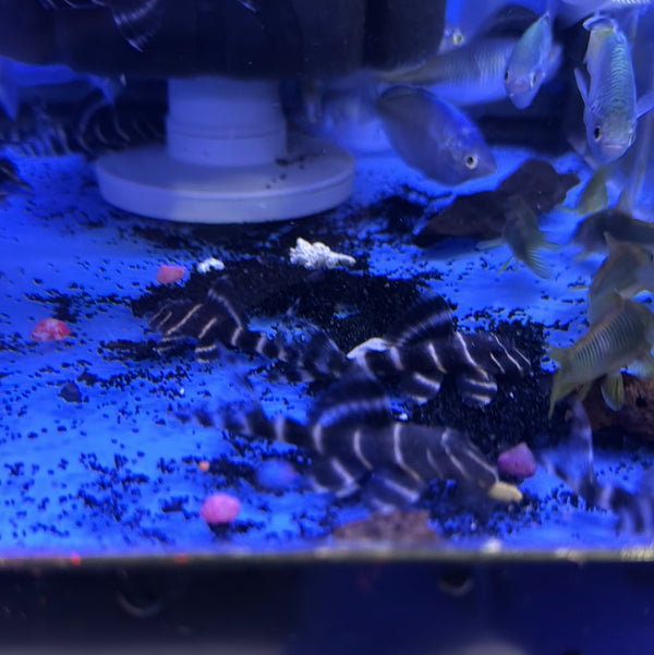 L204 Flash Pleco (Panaqolus albivermis)
