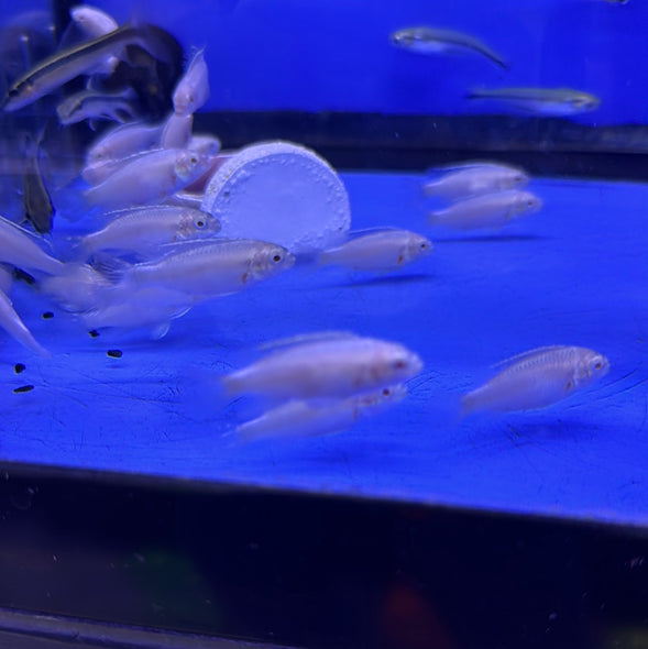 Albino Kribensis ( Pelvicachromis pulcher)