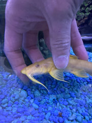 Albino Golden Goonch Catfish (Bagarius Yarrelli)