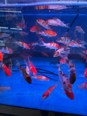 Japanese Koi Fish (Cyprinus carpio)