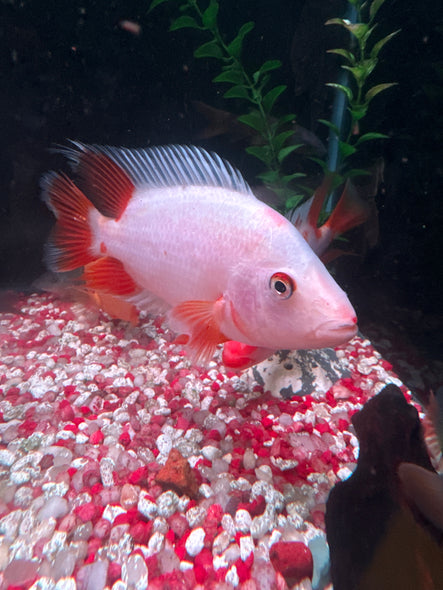 Red Devil Cichlid ( Amphilophus labiatus )