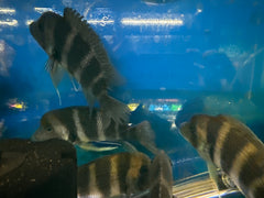 Zaire Blue Frontosa cichlid (Cyphotilapia frontosa)