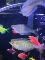 Meyado Rainbow ( Melanotaenia Meyado )