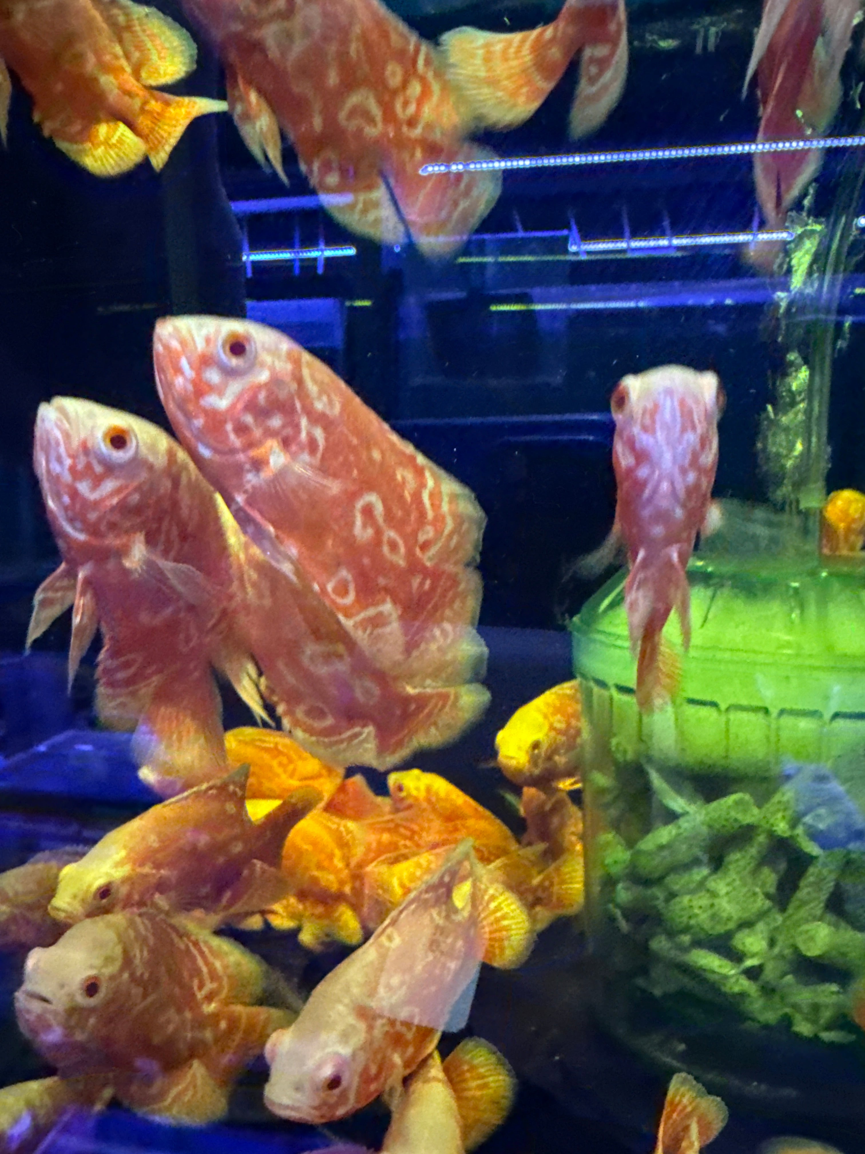 Albino Nemo Red tiger Oscar (Astronotus ocellatus)