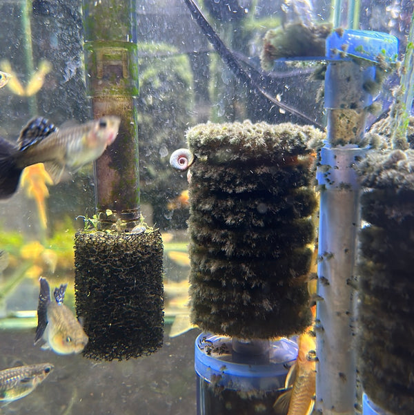 Blue Ramshorn snail (Planorbis Rubrum)