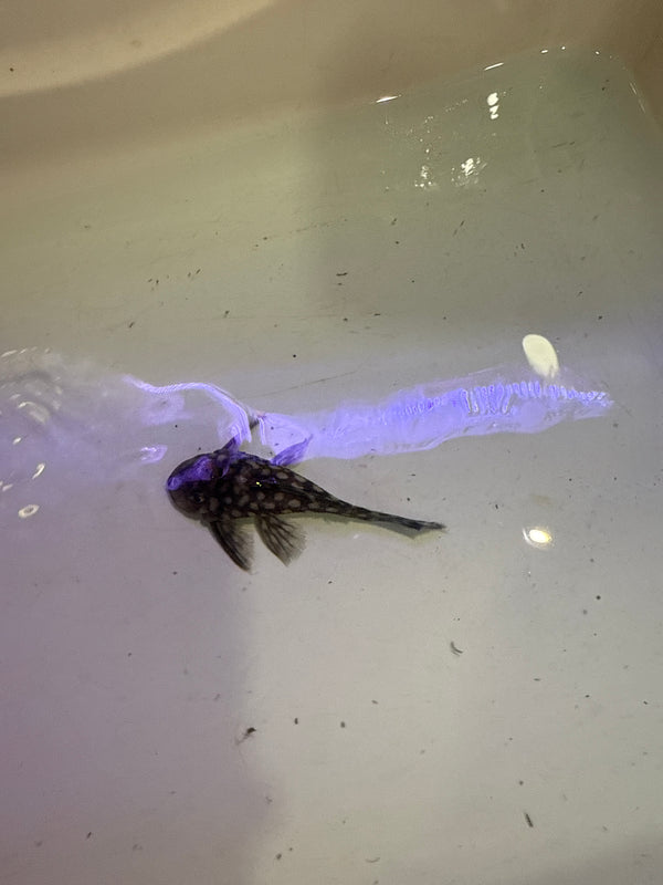 L20 Polka Dot Pleco (Spectracanthicus zuanoni )