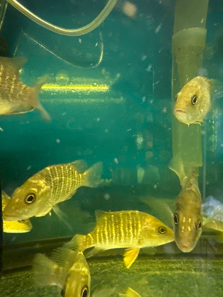 Mangrove Jack ( Lutjanus argentimaculatus)