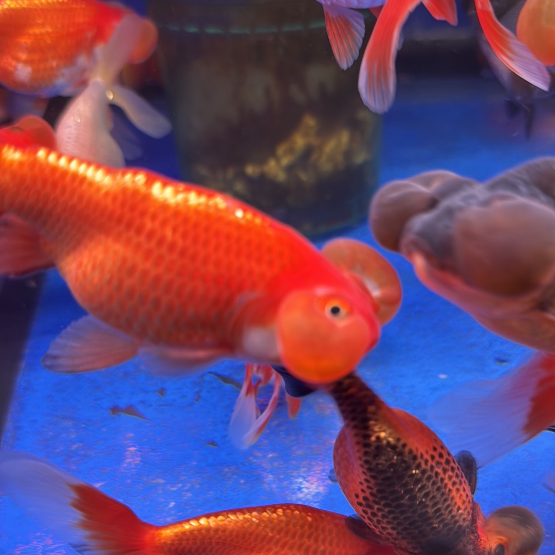 Buy Aquarium Gold Fish For Sale Online Fancy Goldfish For Sale New