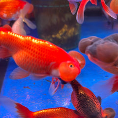 Bubble eye goldfish (Carassius Auratus)