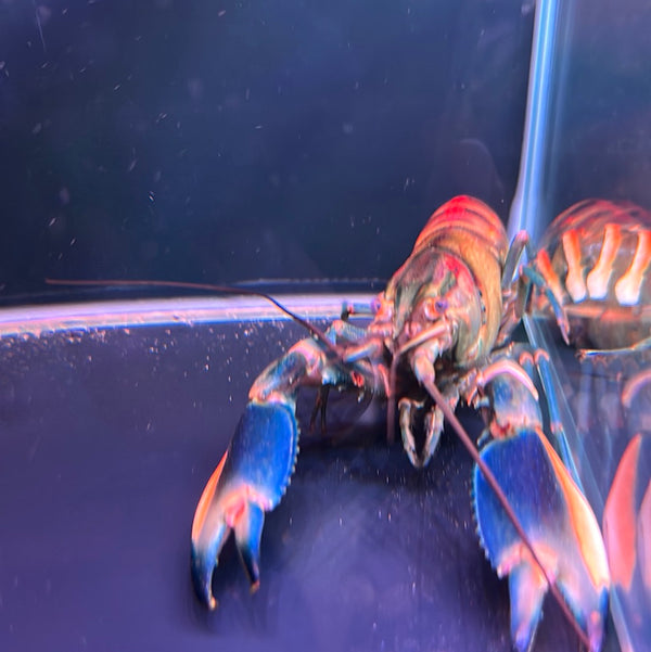 Warsamson Crayfish (Cherax Boesemani)