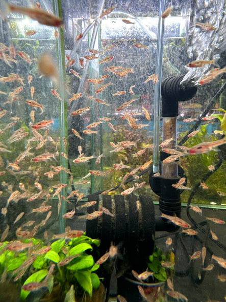 Phoenix Rasbora (Boraras merah)