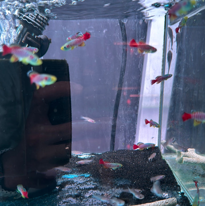 Guenther’s Red Tail Killi (Nothobranchius Guentheri) 
