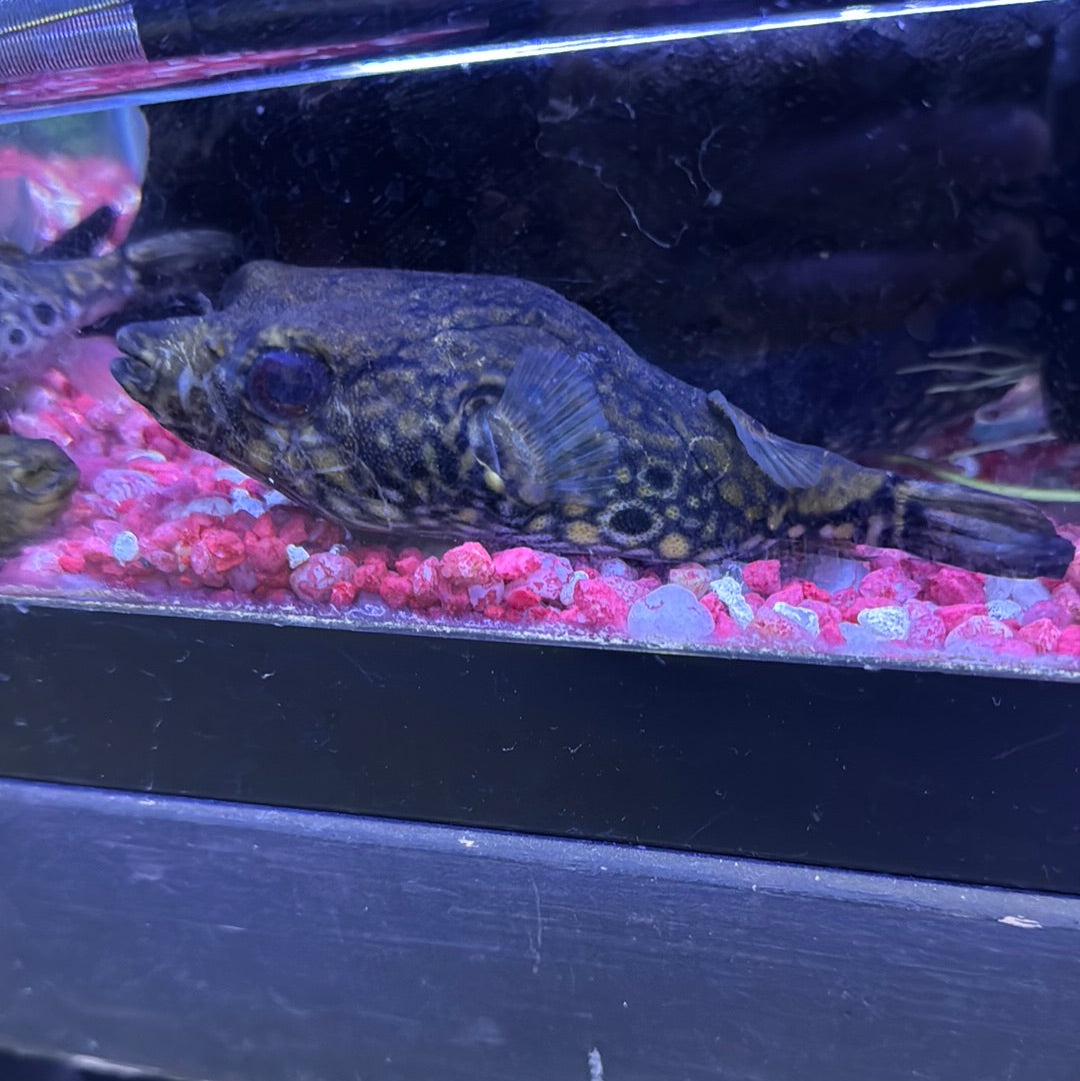 Humpback Dragon puffer (Tetraodon palembangensis) – monsteraquariumonline