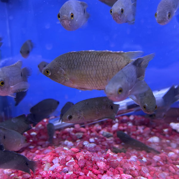Ctenopoma Kingsleyae ( Ctenopoma Kingsleyae )