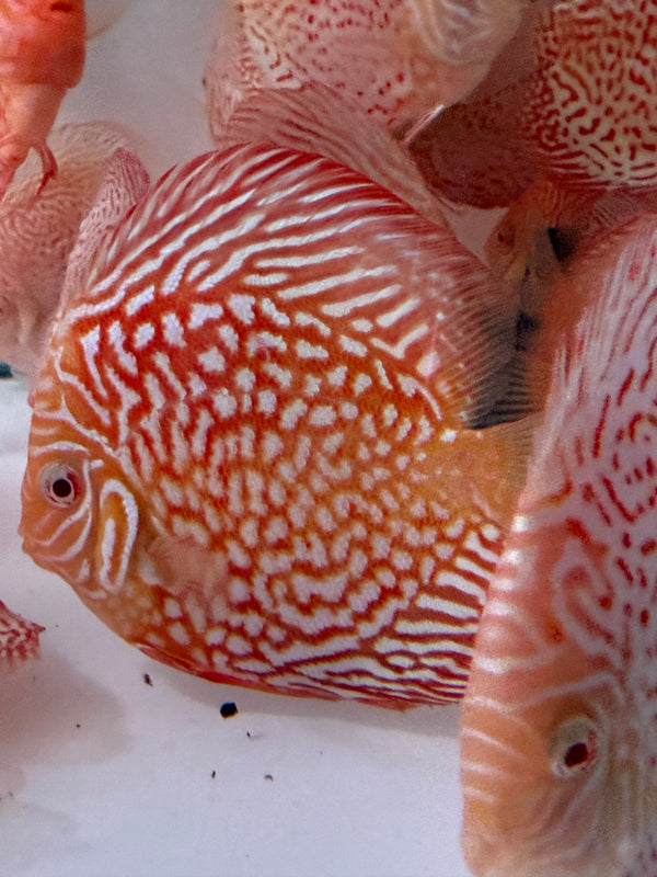 Albino Leopard Discus (Symphysodon aequifasciatus)