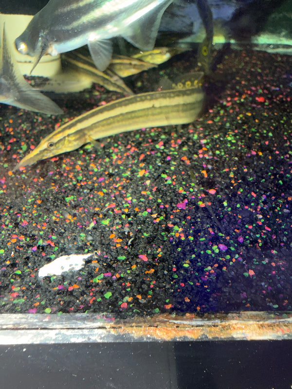 Peacock Eel (Macrognathus Siamensis )