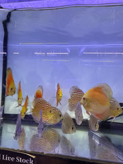 Assorted Discus (Random)(Symphysodon aequifasciatus)