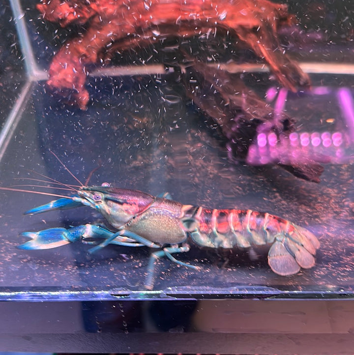 Boesemani Tri Color Crayfish