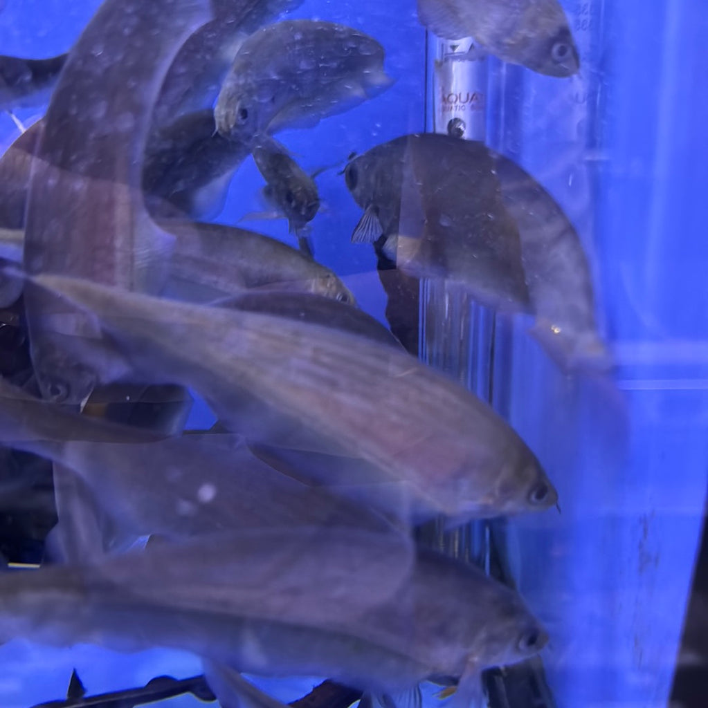 African Knife ( Xenomystus Nigri )